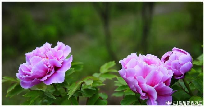 红杏出墙指什么生肖，一场误导解释的落实与反思