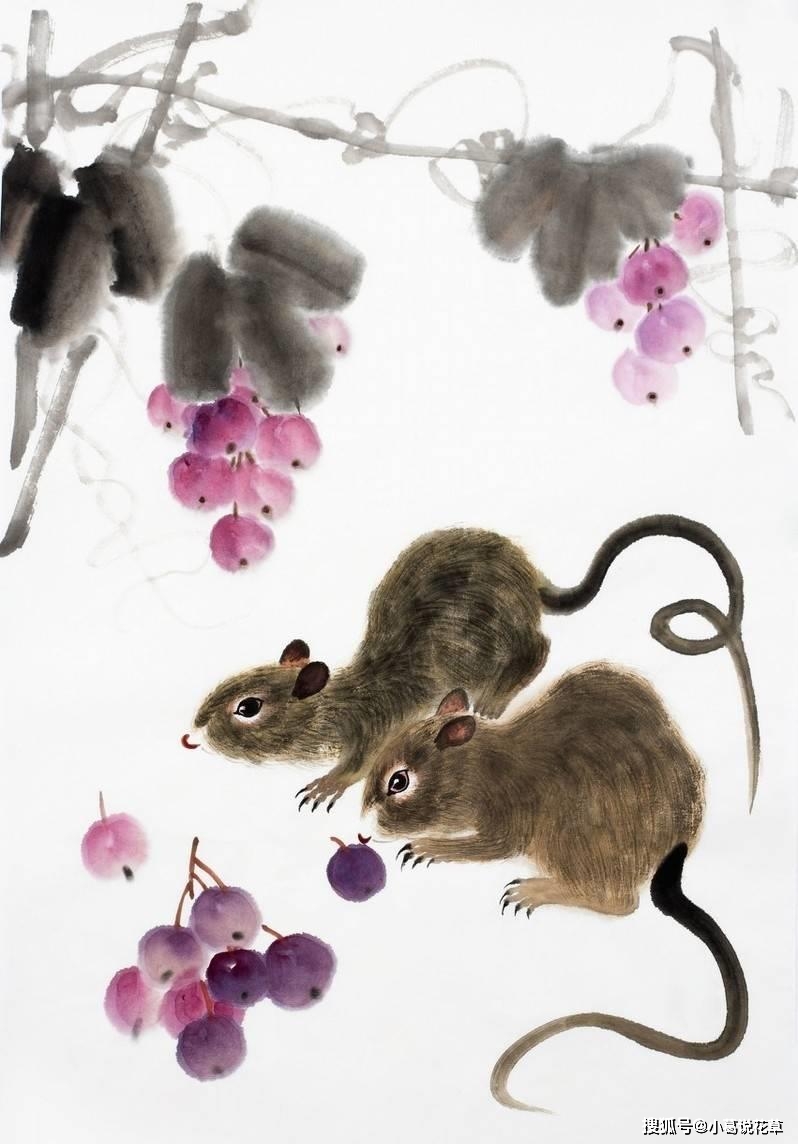 名列前茅，生肖之鼠的智慧与哲理
