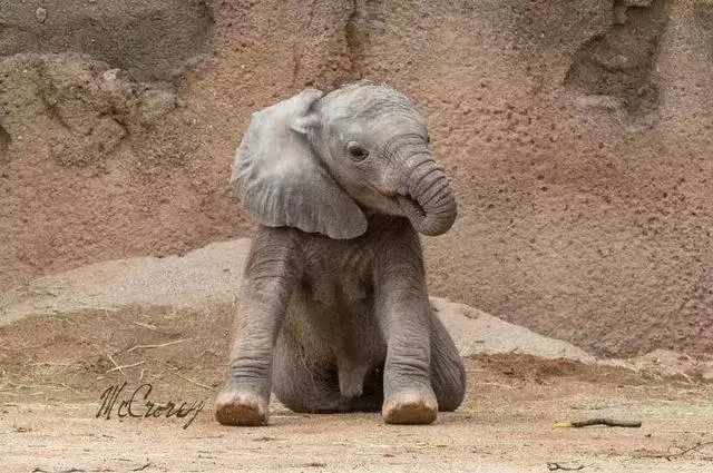 头大脚小站不稳猜一动物，理想作答落实解释