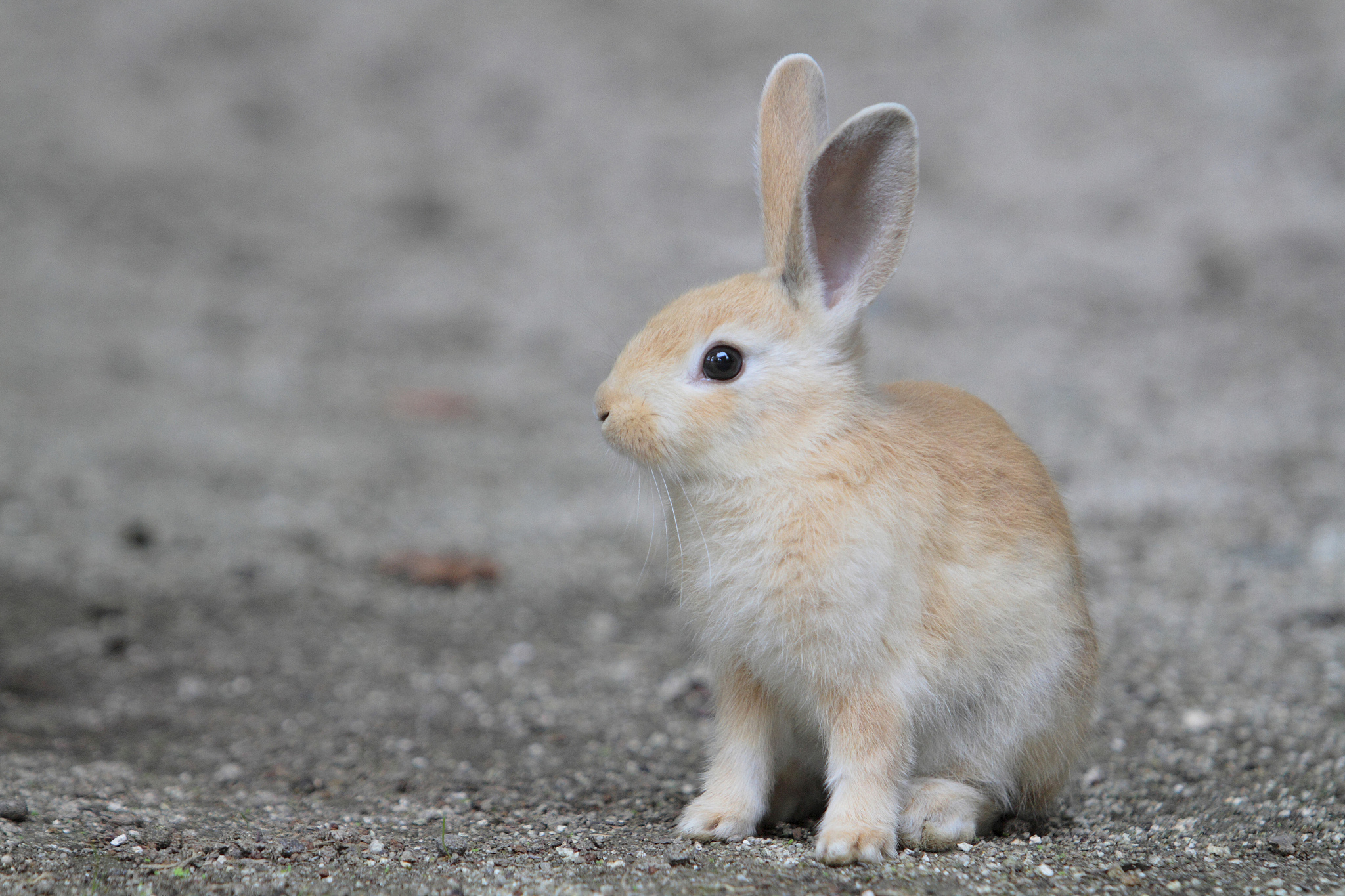 东倒西歪的谜题，揭秘生肖中的不倒翁—兔