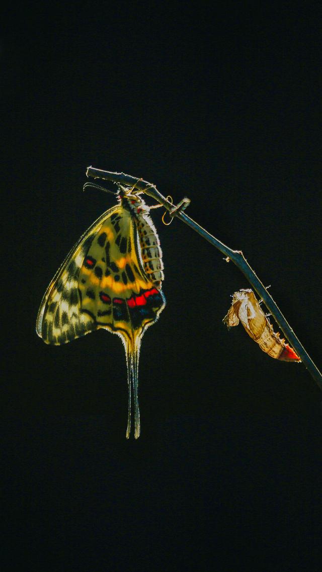 破茧成蝶，不破不立与动物界的蜕变启示