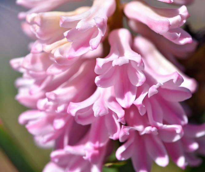 风花雪月是指什么生肖，通用解释落实