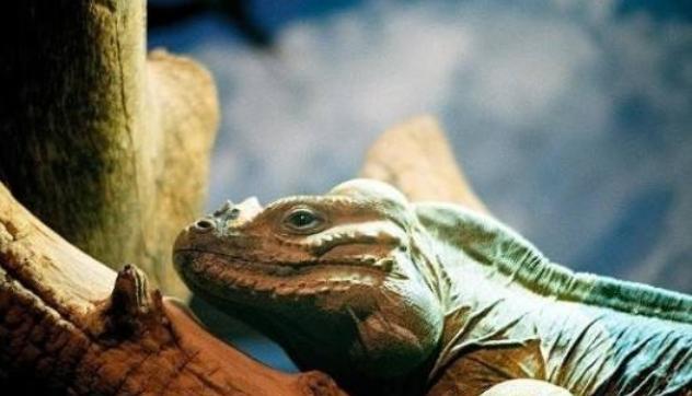 吊车尾动物猜一动物，热议、解释与落实