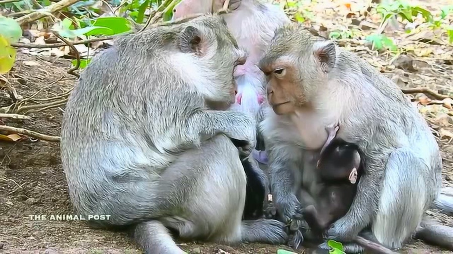 提心吊胆的生肖，民意调查背后的文化解读