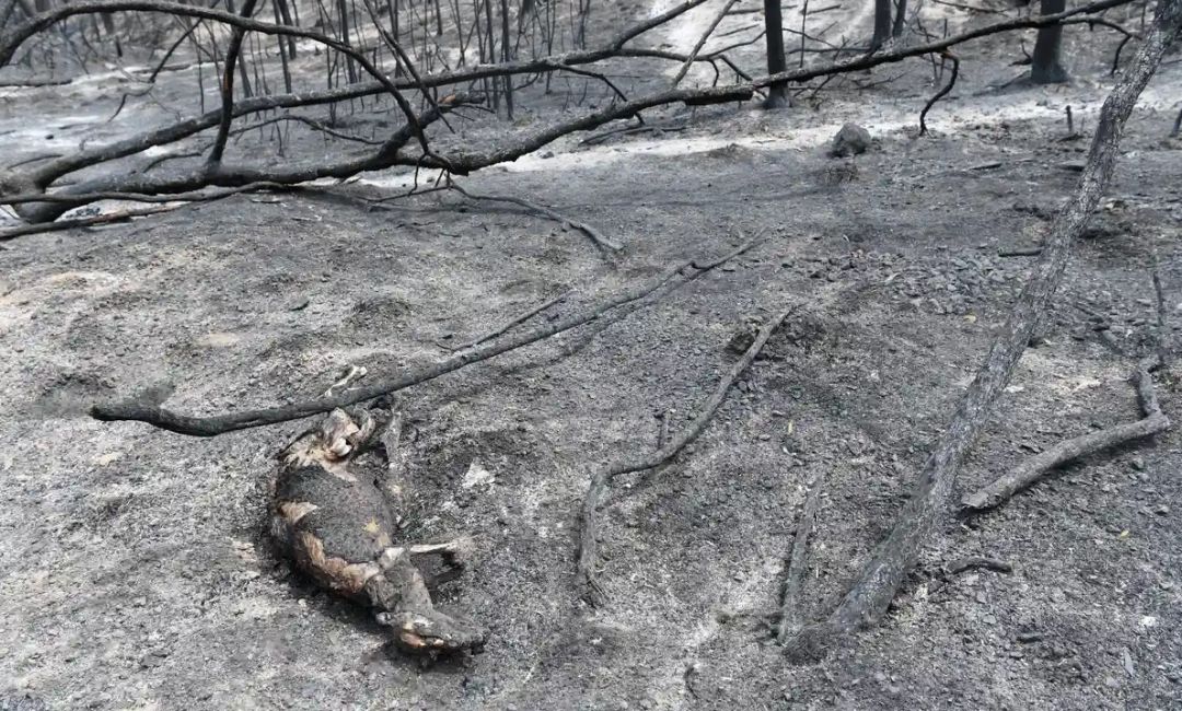 生灵涂炭打一正确生肖，深度解析与智慧思考