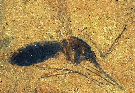 苟延残喘猜一动物，精选解析与落实的详细结果