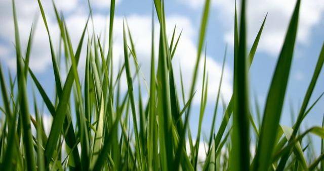 草色青青—揭秘生肖中的草色之谜