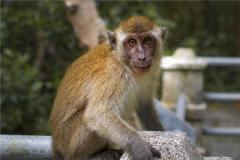 猴子的对肖，生肖中的猴与蛇