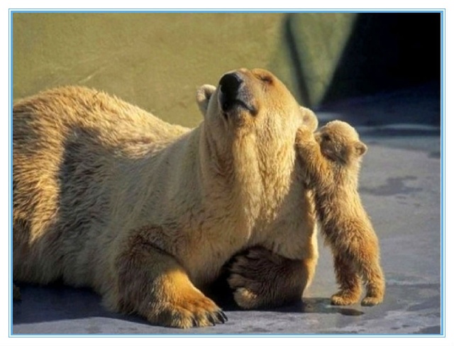 海说神聊猜一动物，热议解释落实