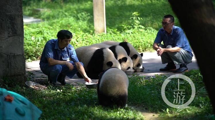 一身正气猜一动物，揭秘犟驴背后的文化与精神