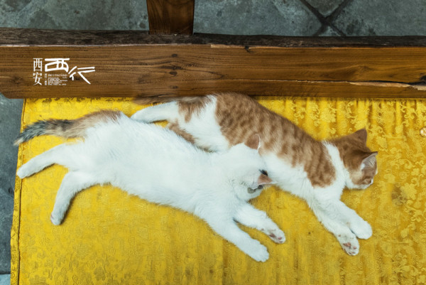 目光如豆猜一动物，解密与探索