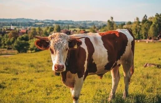 老实忠厚，生肖中的牛