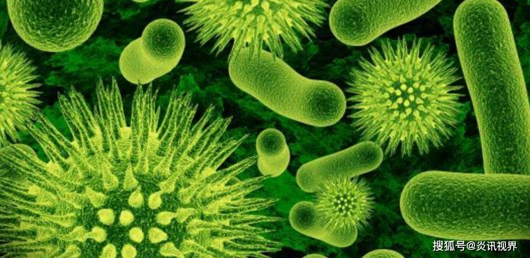 满脸生花是是指什么生肖，正确解释与落实