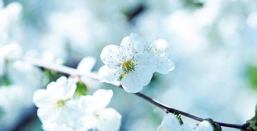 雨打梨花猜一生肖，传统智慧与现代解读的巧妙融合