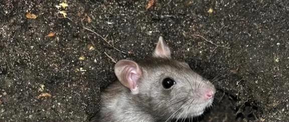 贼眉鼠眼，揭秘生肖背后的文化寓意