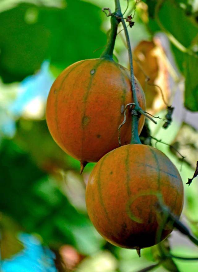 瓜熟蒂落，生肖之谜与人生哲理的深度解析