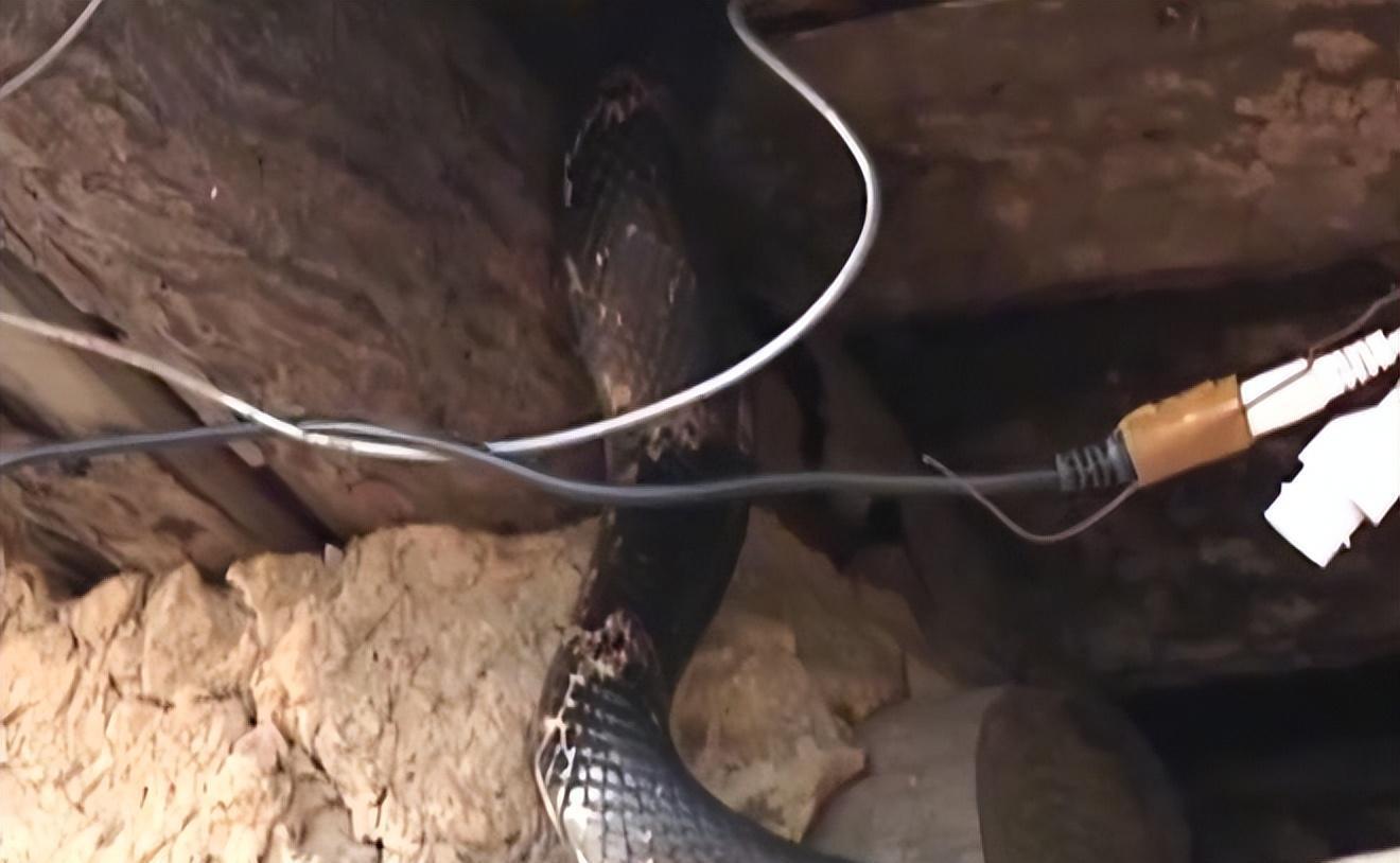 狗打老鼠无功劳是指什么生肖，激励作答落实解释