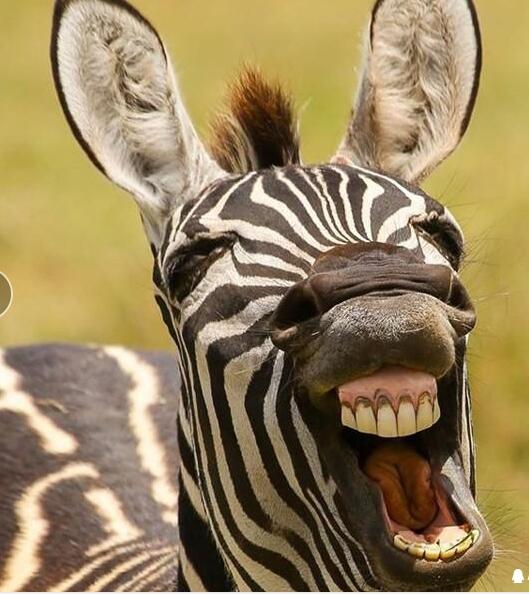 七嘴八舌猜一动物，落实相信的解释