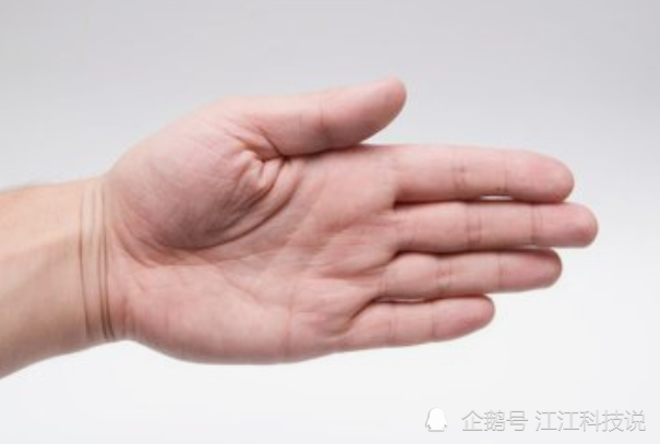 手足相连是指什么生肖，相信作答落实解释