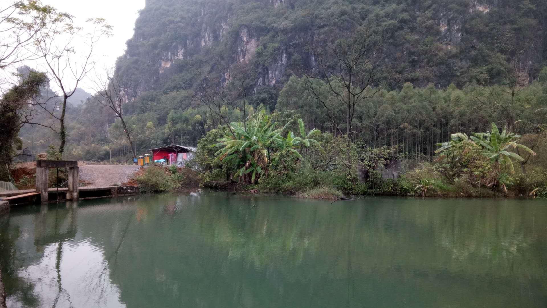 草木之灵，一草一木猜最佳生肖的奥秘