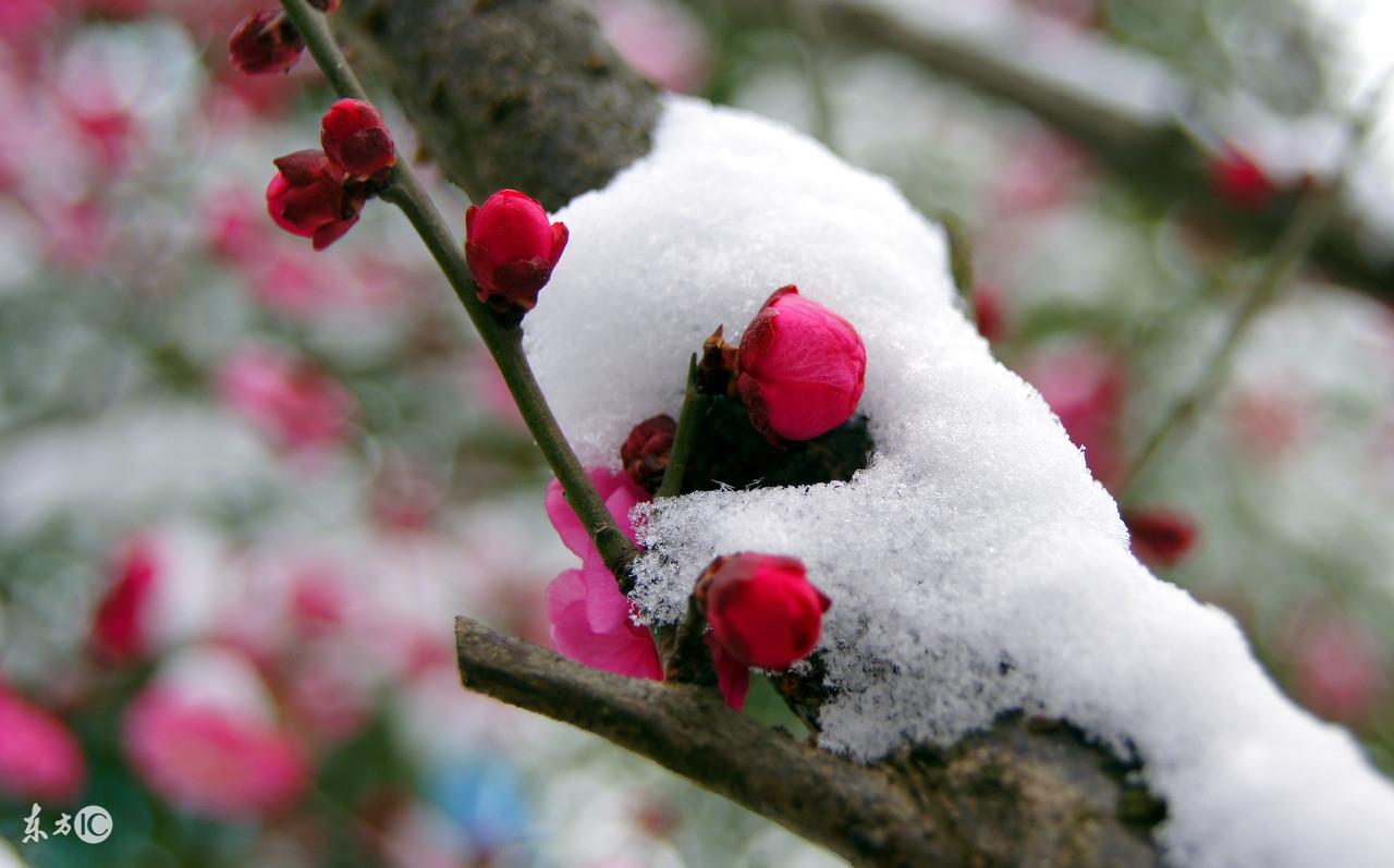 春色红梅香万树，揭秘生肖之谜