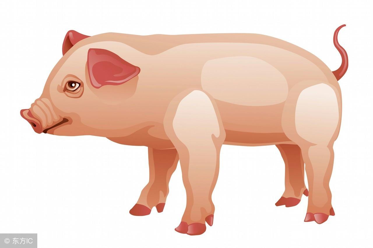 九九归一猜一生肖?选择解释落实