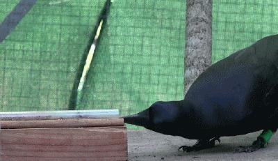 虎入羊群，一场自然界的智慧较量与文化寓言