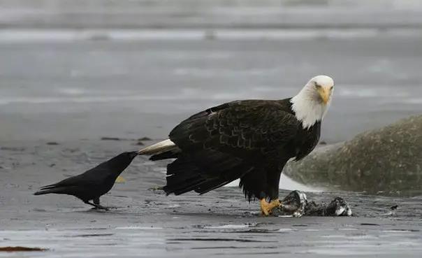 胆大包天，揭秘生肖背后的智慧与勇气