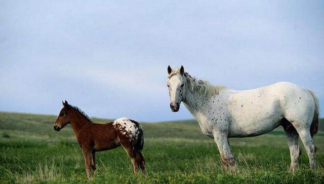 谜语解析，一马平川与生肖的奇妙联系