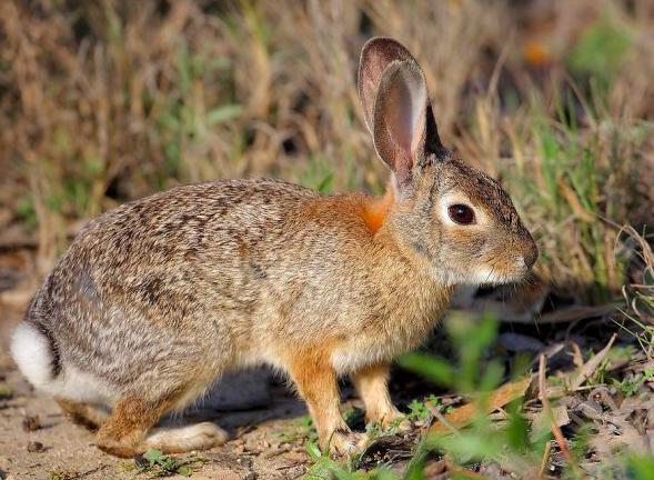 谜语揭秘，水送山迎猜一动物—灵猴跃动