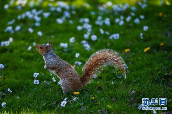 春光灿烂，天气正好—揭秘春光灿烂天气好背后的动物寓意
