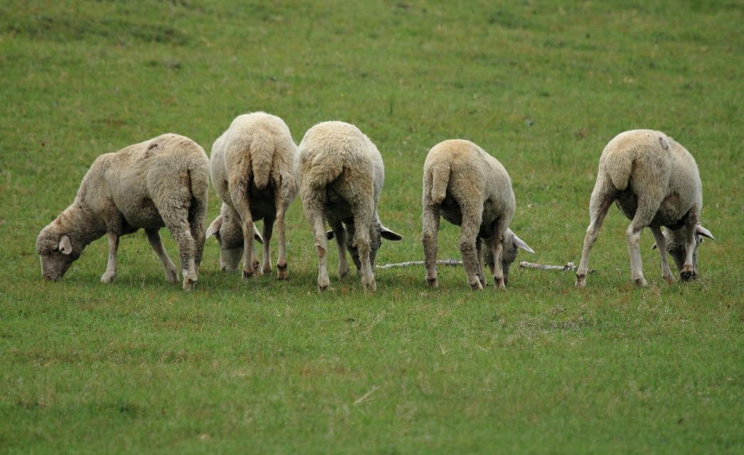 勤勉之牛，六畜之中他最勤