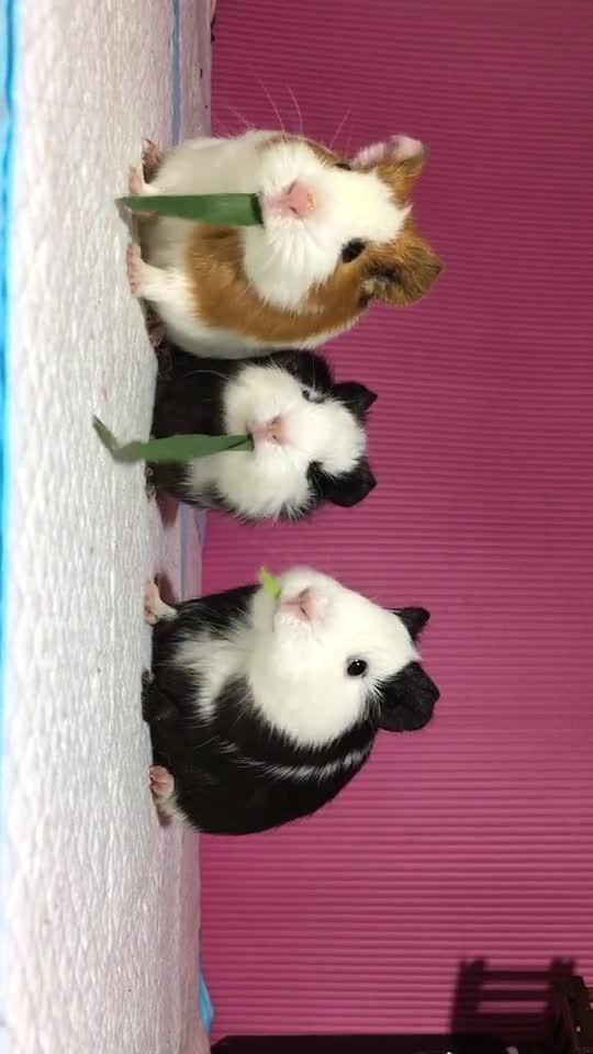 以大欺小的生肖，谁来落实解答与反思