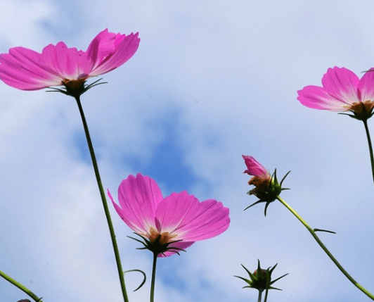 绵绵不绝指的是什么生肖，全面揭晓解释落实