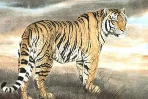 虎龙生肖相配吗，佩服作答落实解释