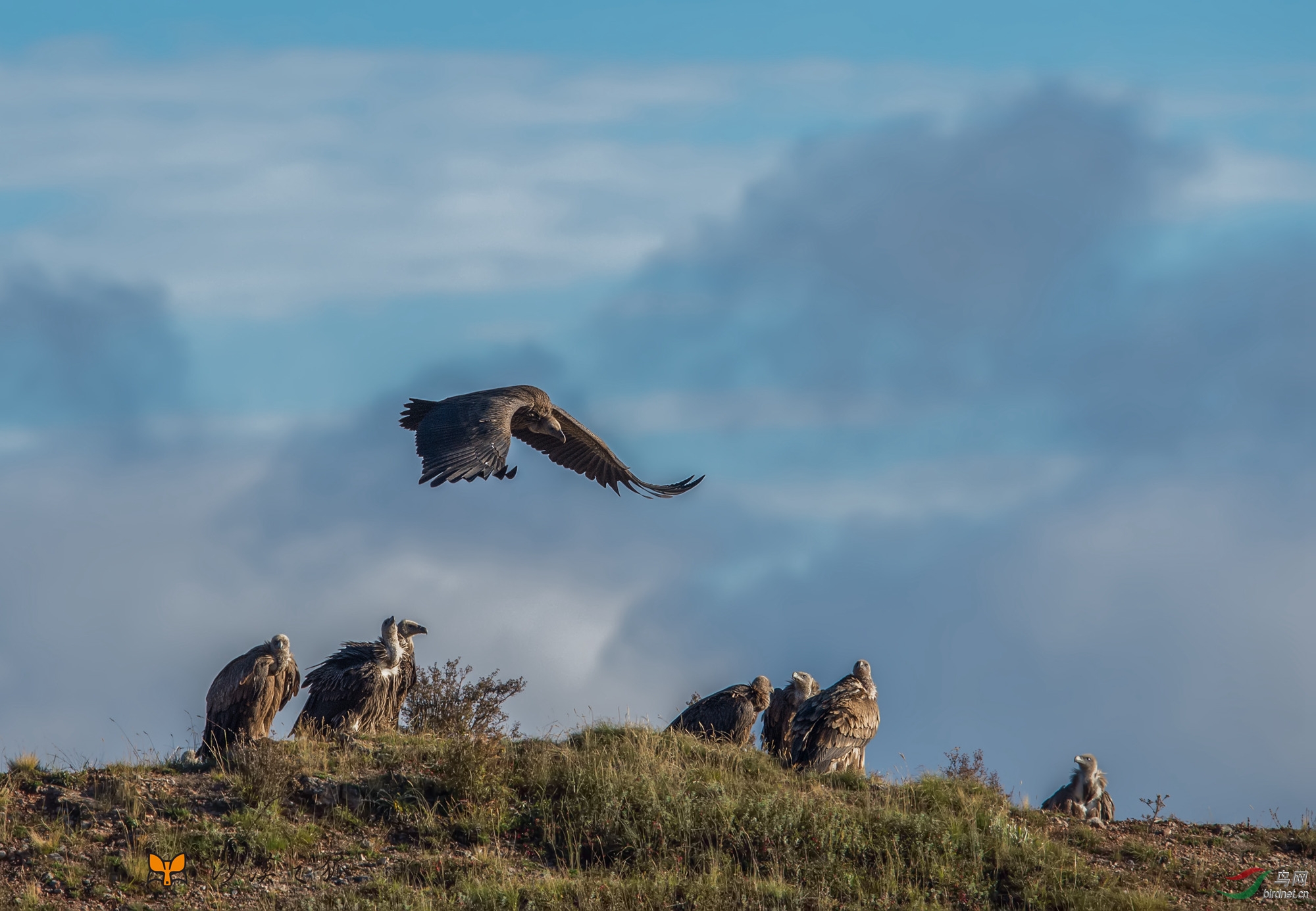 居高临下猜一动物，通常解释落实