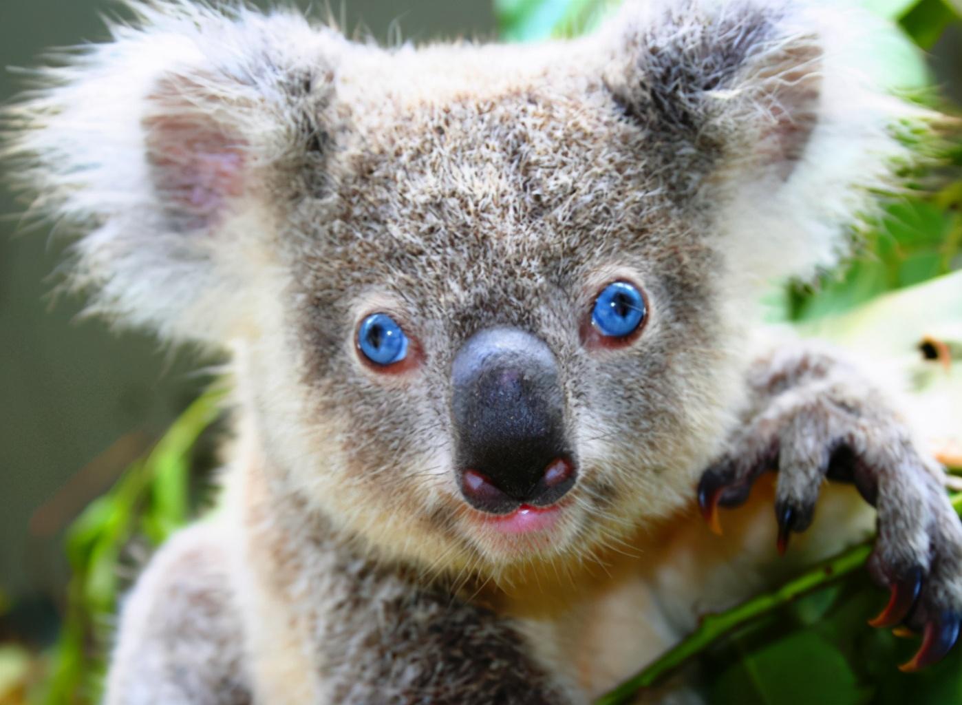 苟延残喘猜一动物，精选解析与落实的详细结果