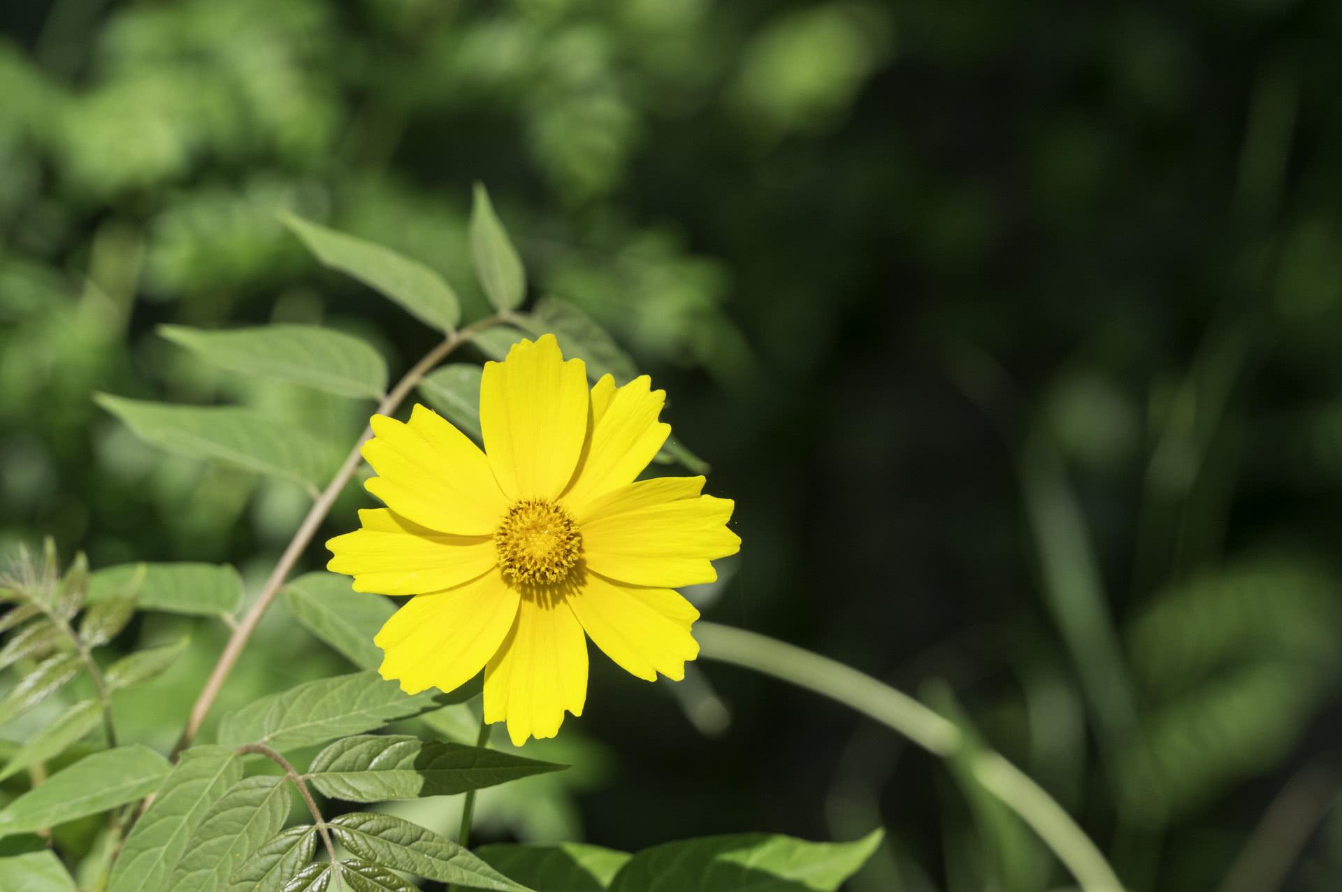 不安本分是指什么生肖，落实相信的解释