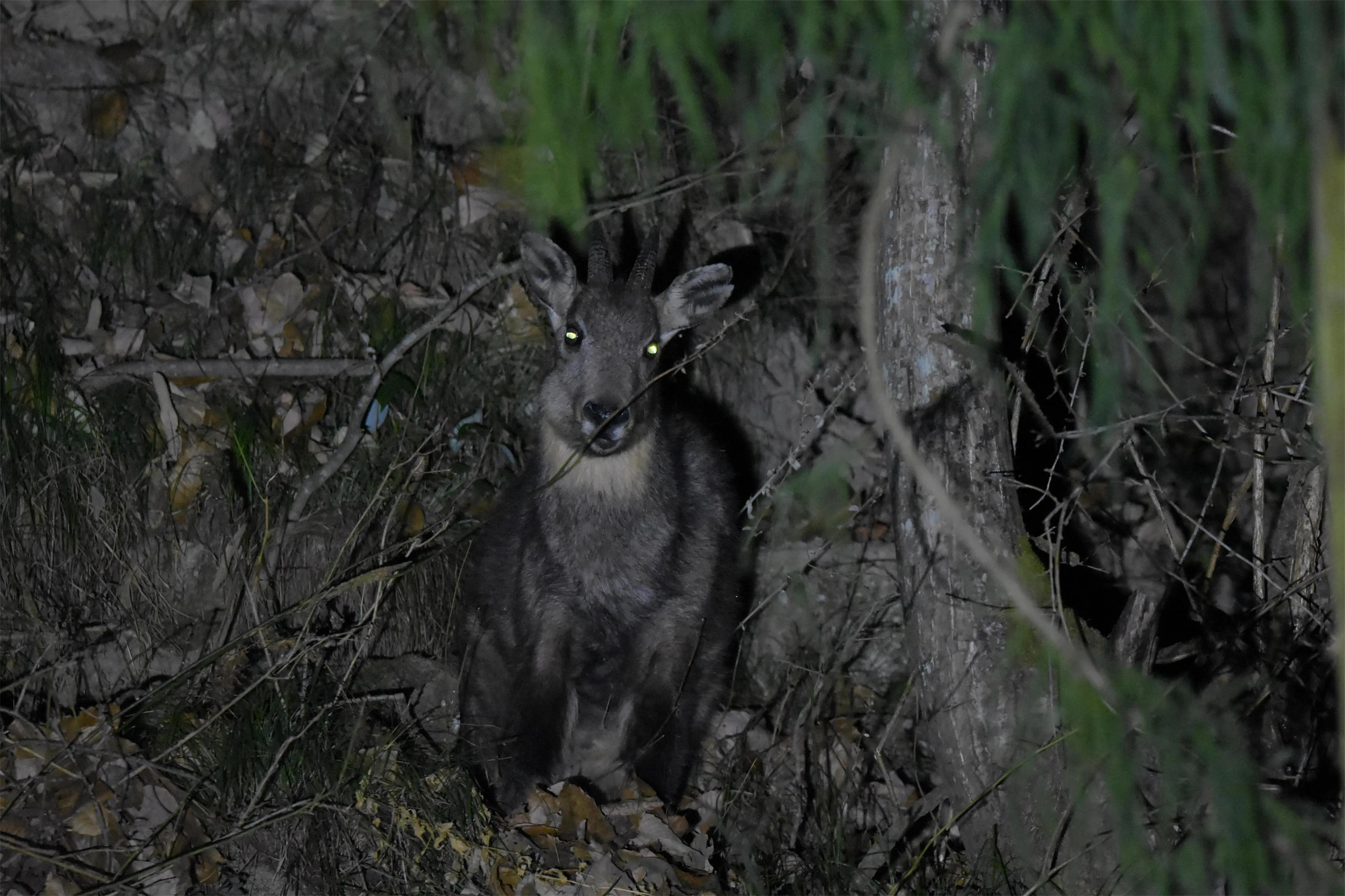 韶光似箭代表猜一动物，精选解析与落实的详细结果