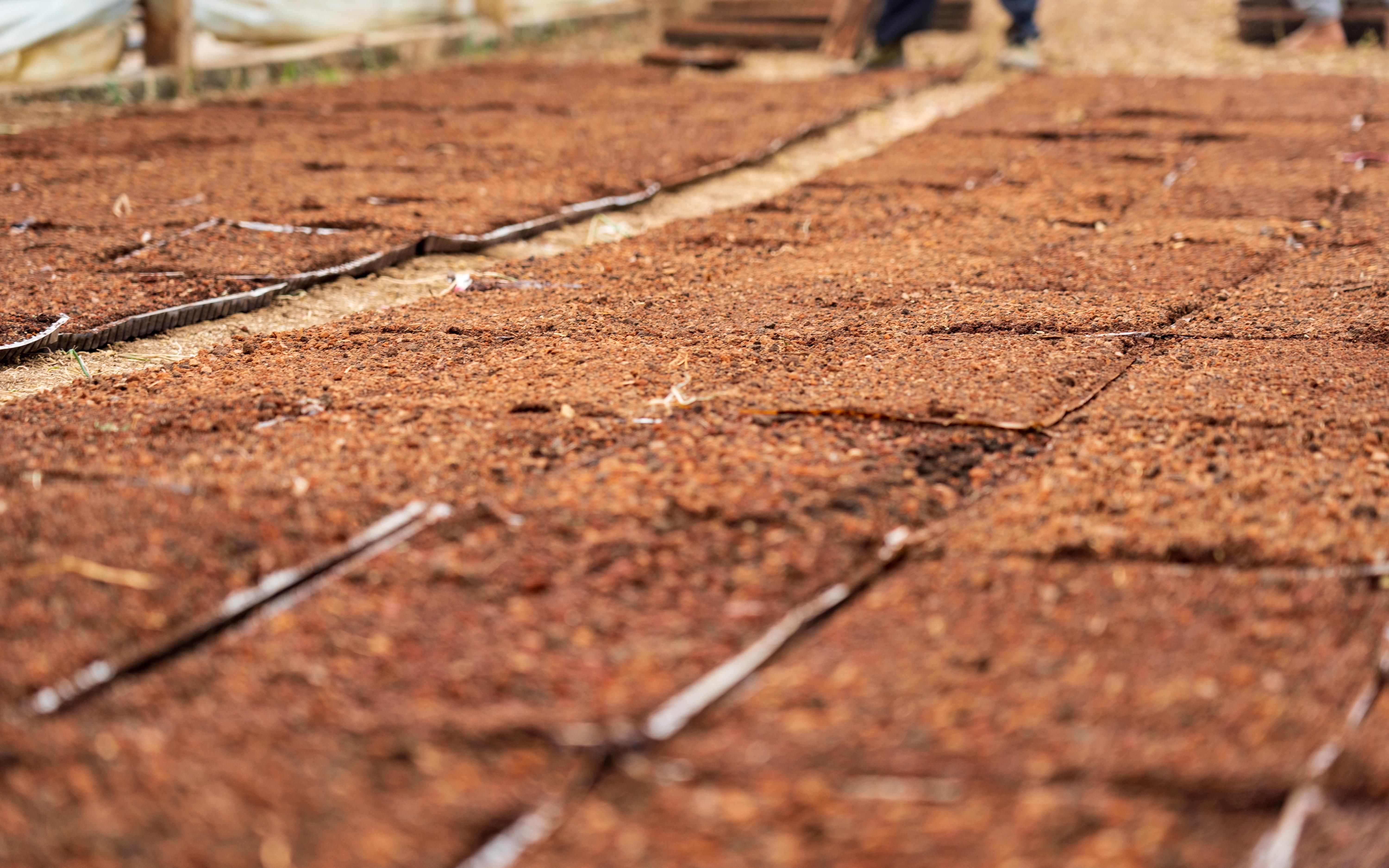 西方生肖文化，探索与定量解析