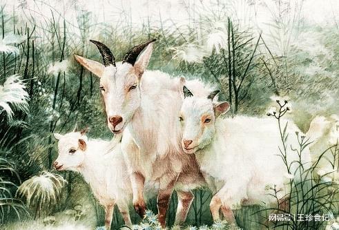 女人的动物是什么生肖，的不安分之选