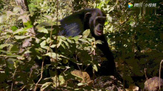 神采奕奕的生肖，的动物智慧与战略运用