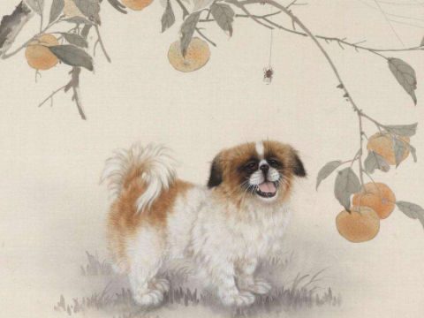 女狗与生肖配对，探寻最佳伴侣的奥秘