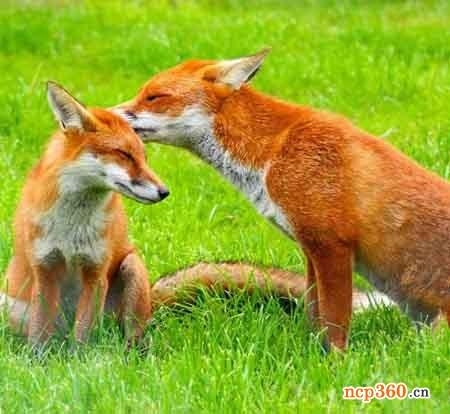 狐狸属什么生肖，深度解析与落实