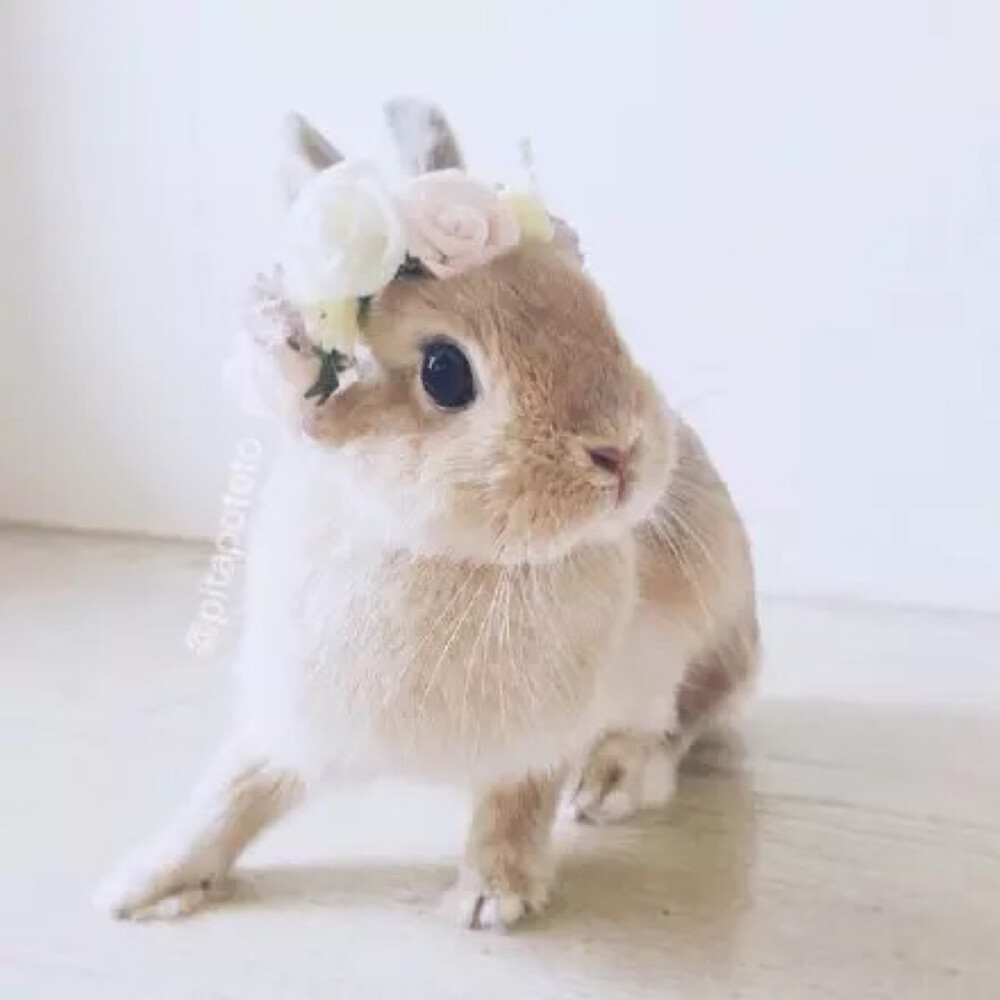 一本正经的生肖动物—兔，成就与解释的完美落实