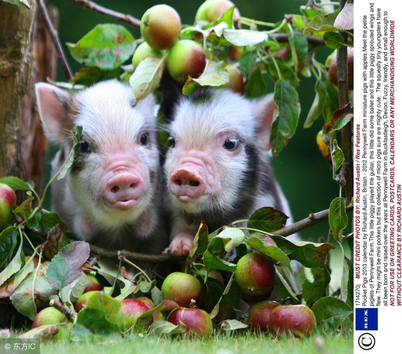 深度解析万贯家财背后的生肖智慧与人生思考