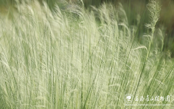 风吹草动，生肖动物背后的智慧与哲理