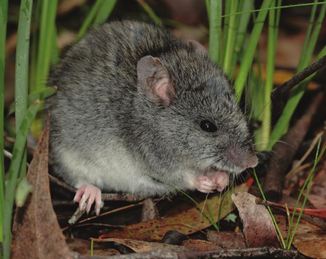 慎言慎行，揭示生肖中的智慧之选—鼠