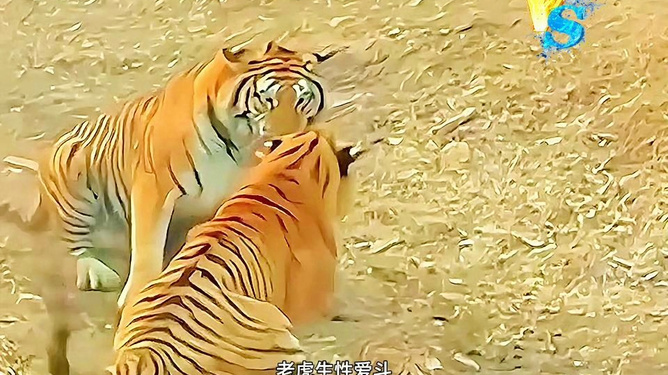 看中羊头两只角打一正确生肖，深度解析与落实