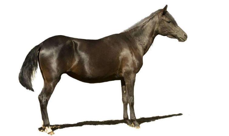 知书明理，探寻生肖背后的智慧之光